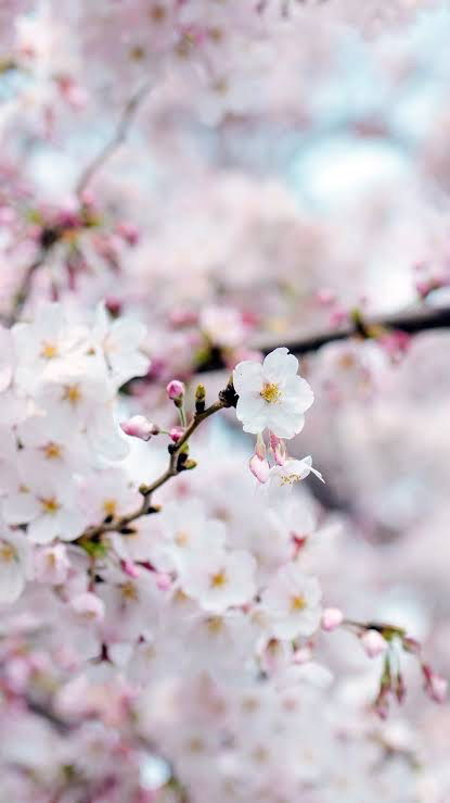 Blossom-photo