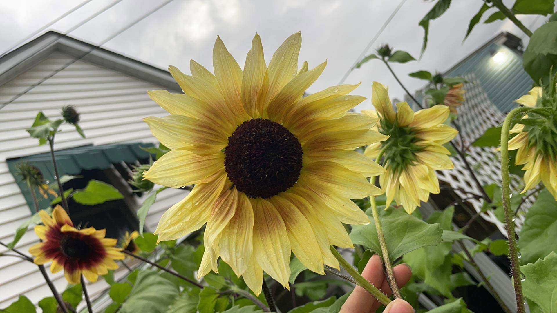 🌻-photo